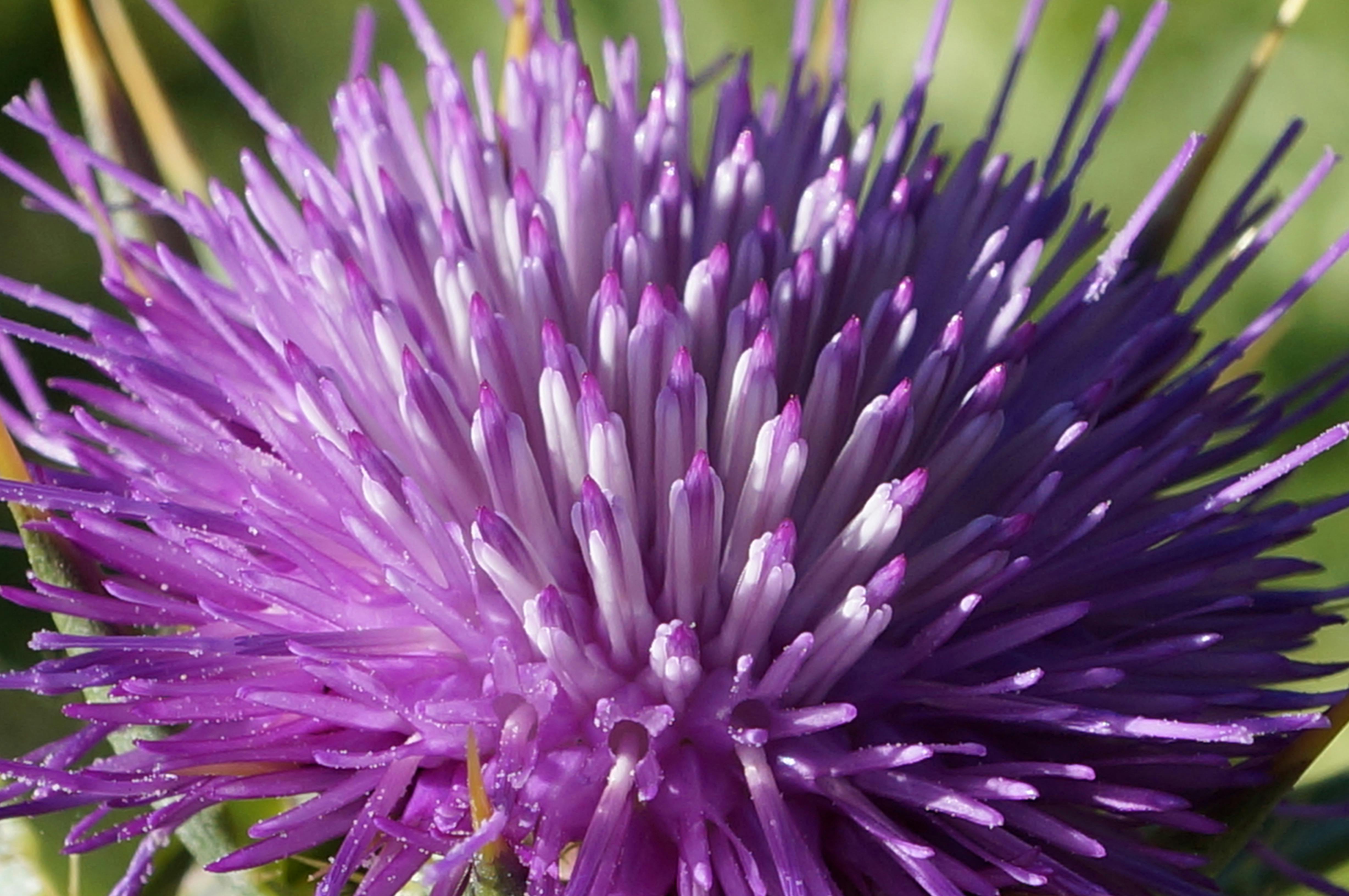 TÉLÉCHARGER RURPLE NG GRATUIT RURPLE NG GRATUIT